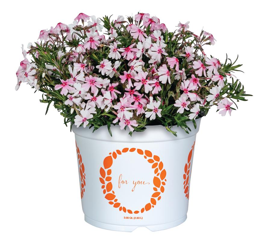 Phlox subulata 'Spring® Coral Eye'