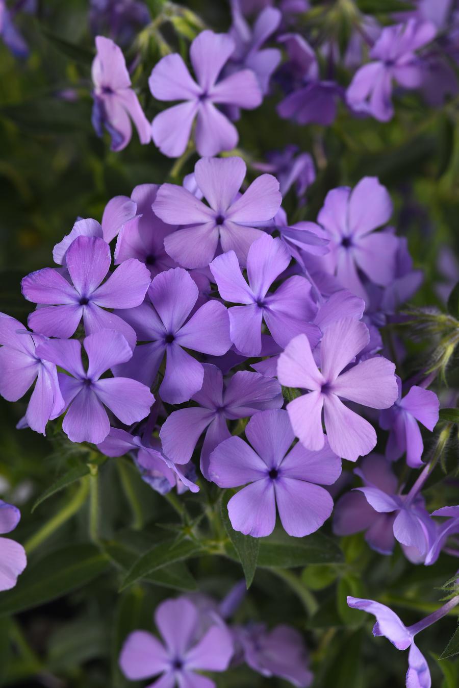 Phlox Woodland hybrida 'Candy Cloud™ Blue'