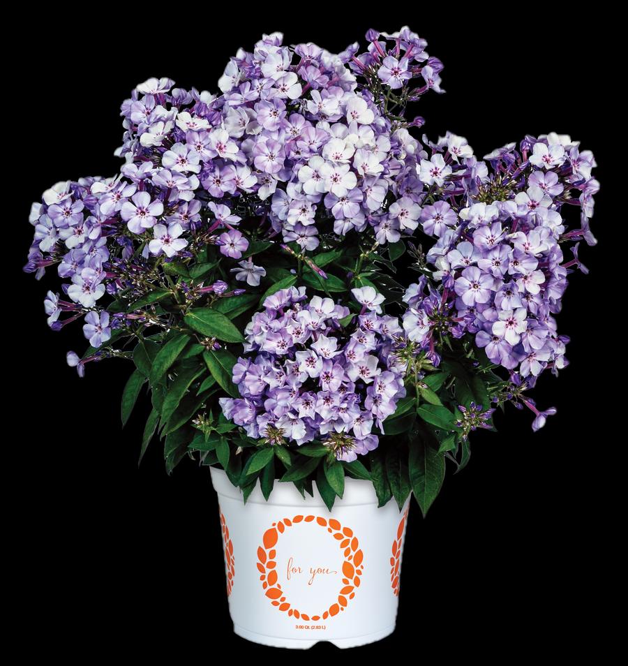 Phlox Dwarf Garden paniculata 'Flame® Blue Ice'