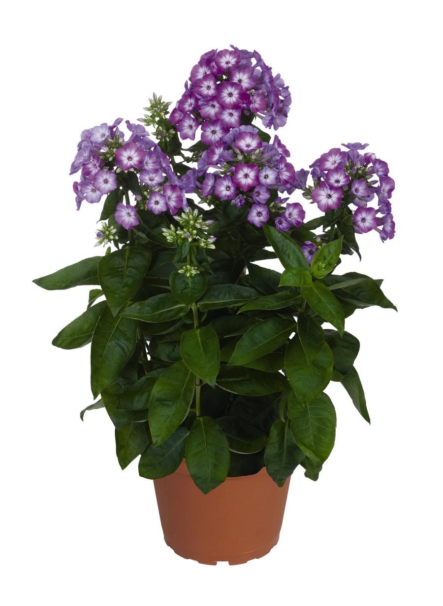 Phlox Dwarf Garden paniculata 'Flame® Purple Eye'