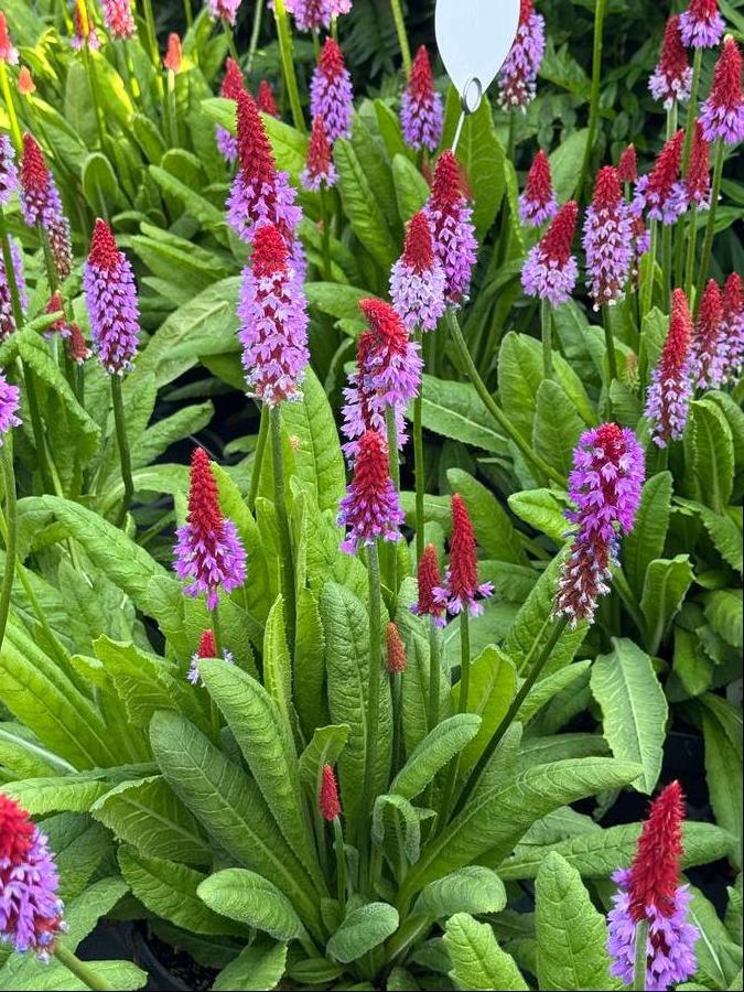 Primula 'Rose and Red'