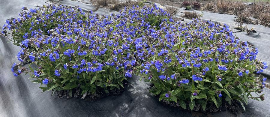 Pulmonaria 'NOVA® Cobalt'