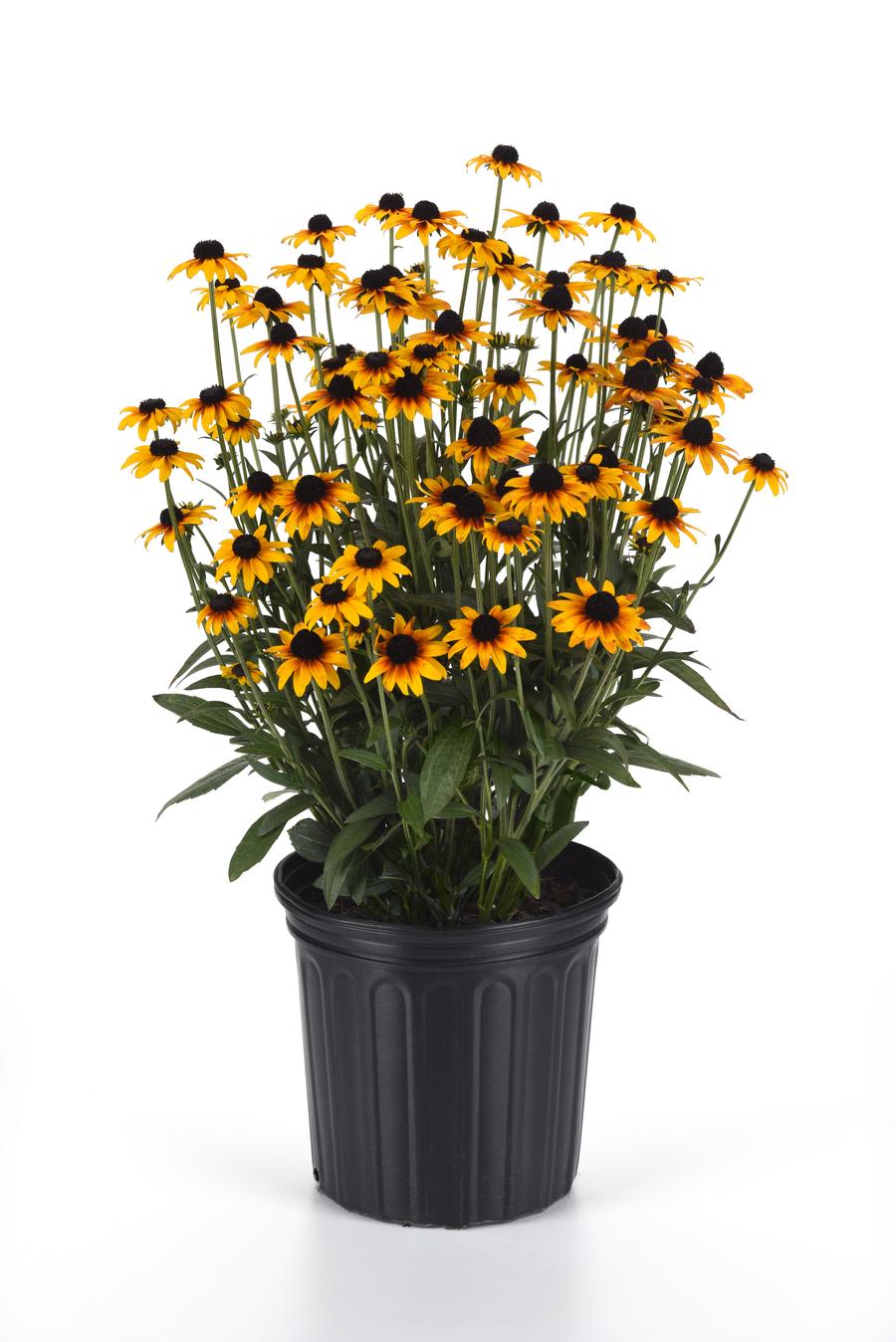 Rudbeckia hybrida 'Suntacular'