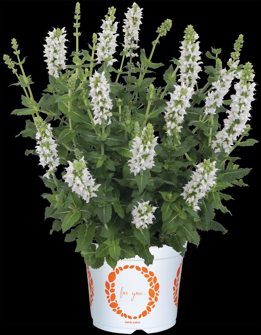 Salvia nemorosa 'Salute® White'