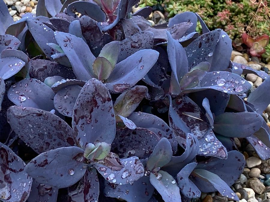 Sedum 'SuperSparkler® Blue Ox'