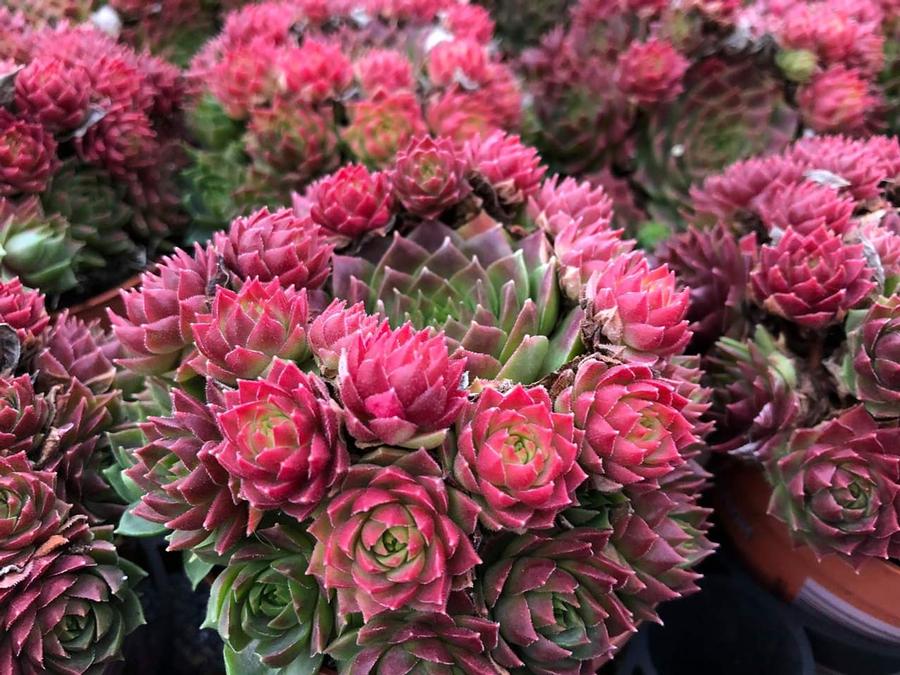 Sempervivum 'Colorockz® Ruby Lime'