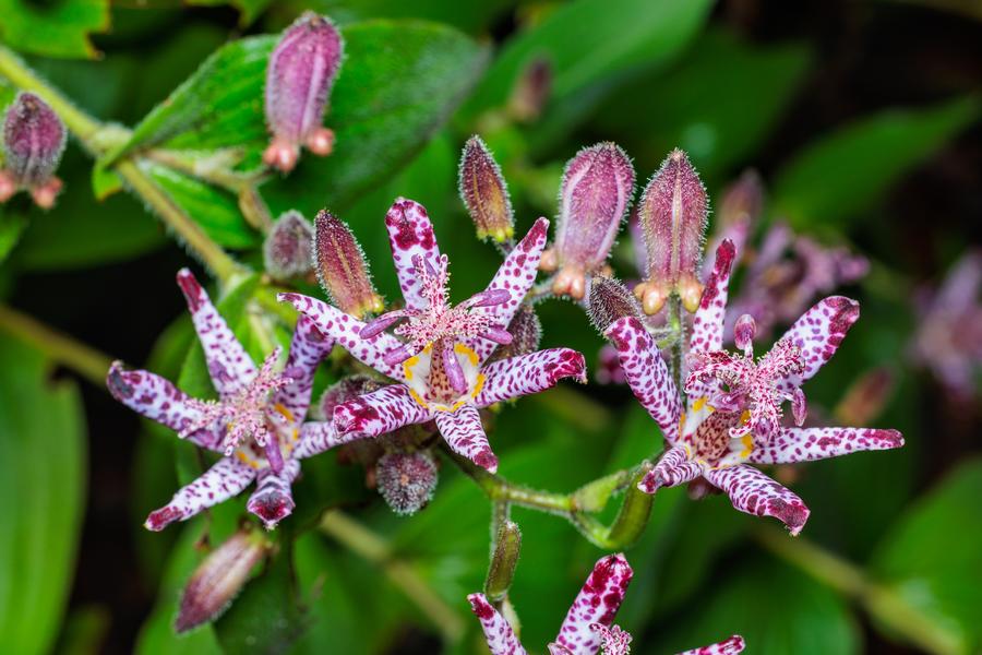 Tricyrtis formosanna 'Dark Beauty'