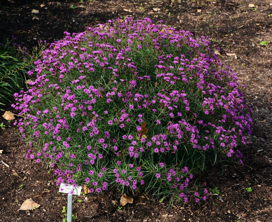 Vernonia 'Summer's Swan Song'