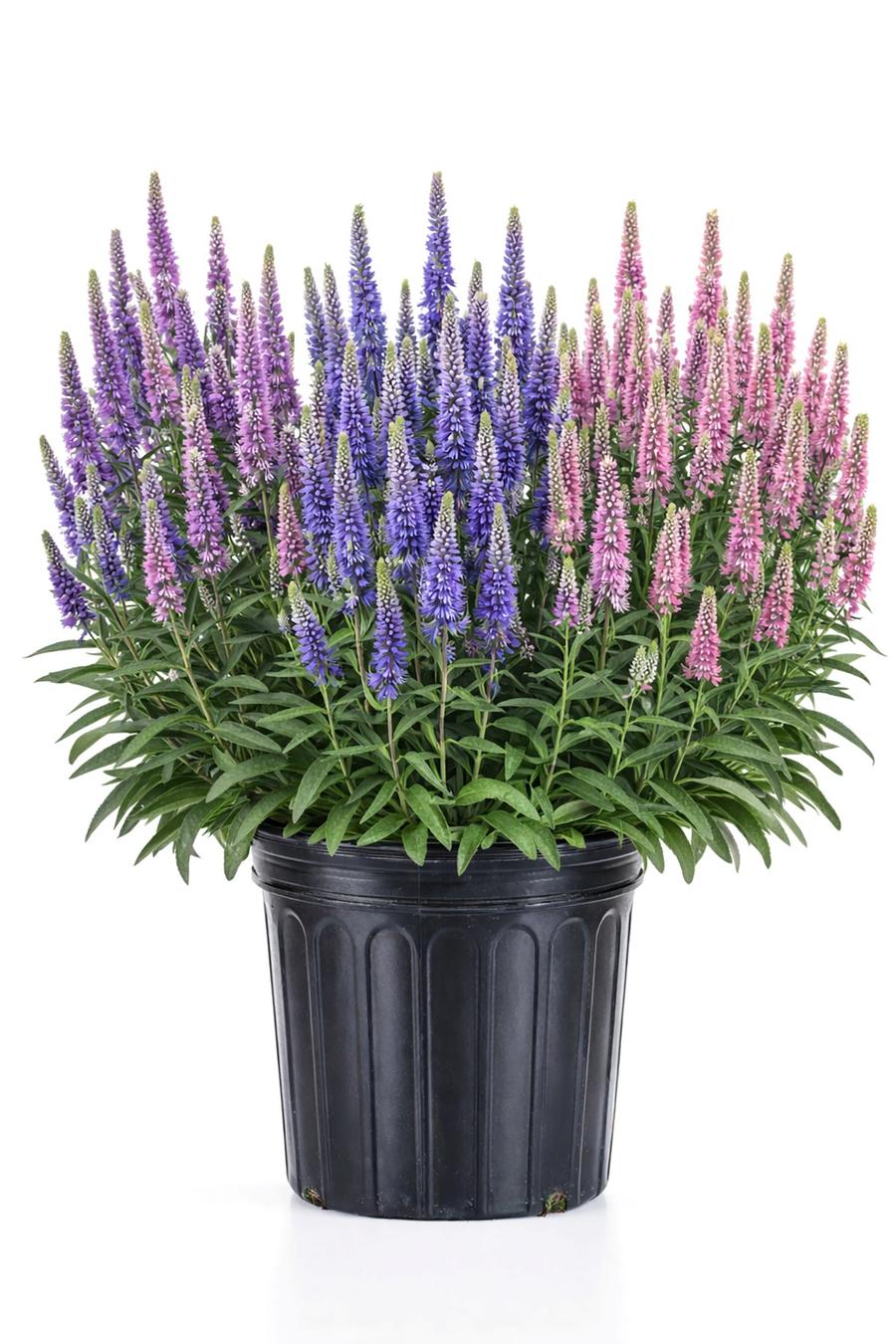 Veronica longifolia 'Skyward™ Trio'