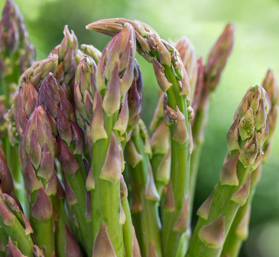 Asparagus 'Millennium'