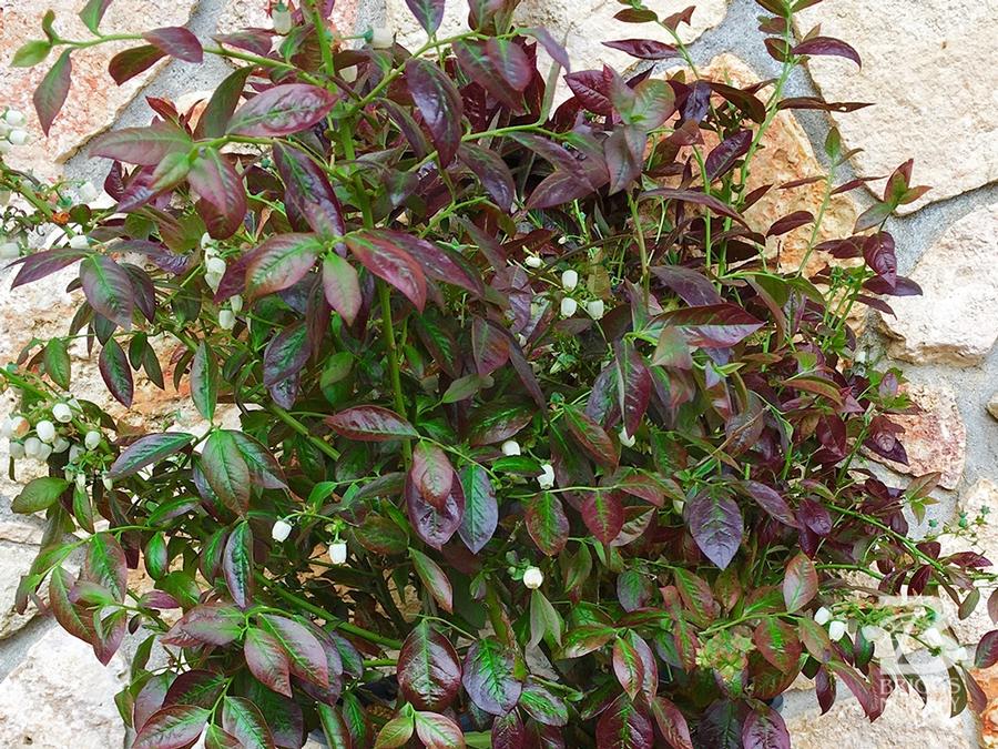 Blueberry 'Cabernet Splash™'