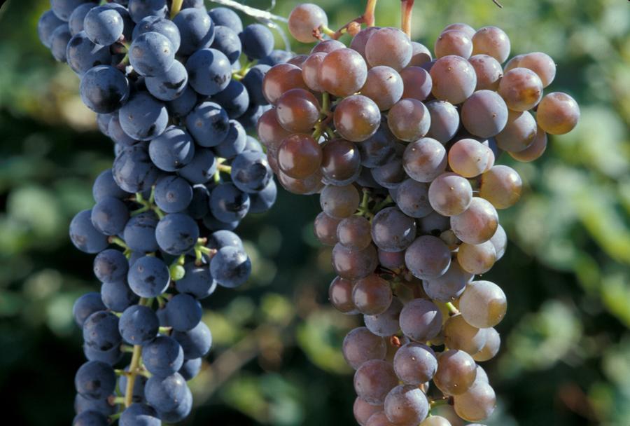 Grape 'Frontenac Collection Red & White'