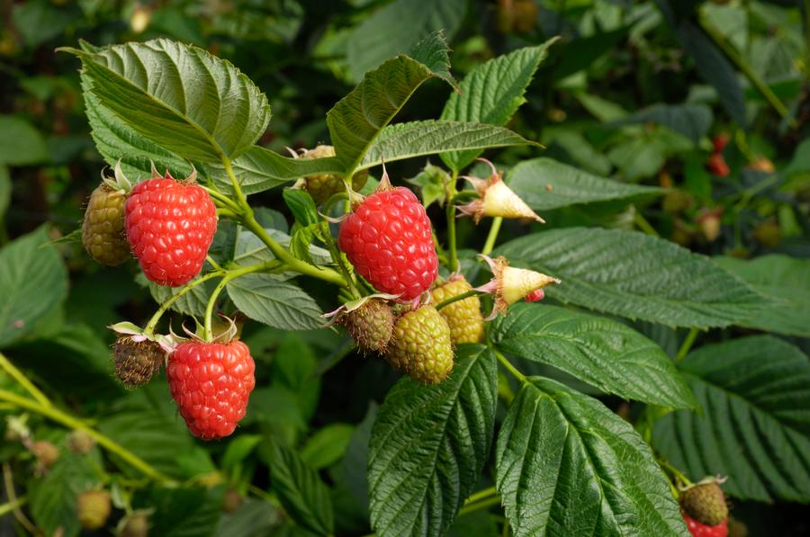 Raspberry 'Caroline'