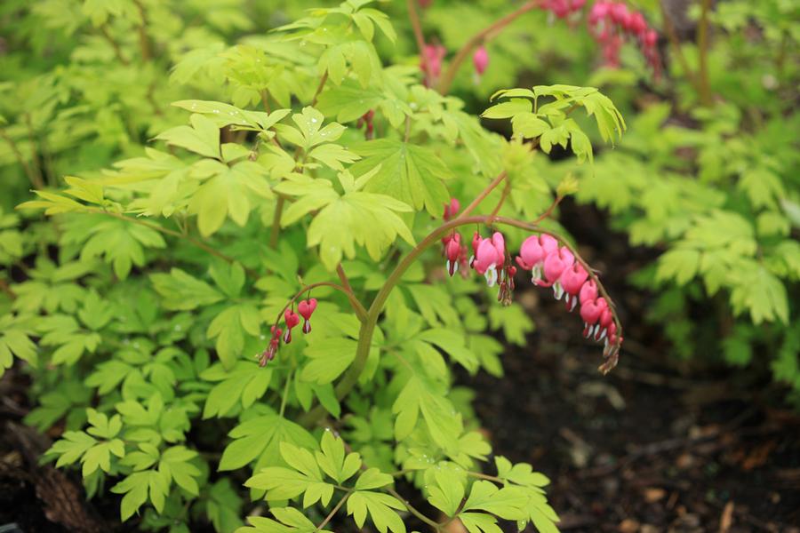 Dicentra spectabilis 'Yellow Leaf'