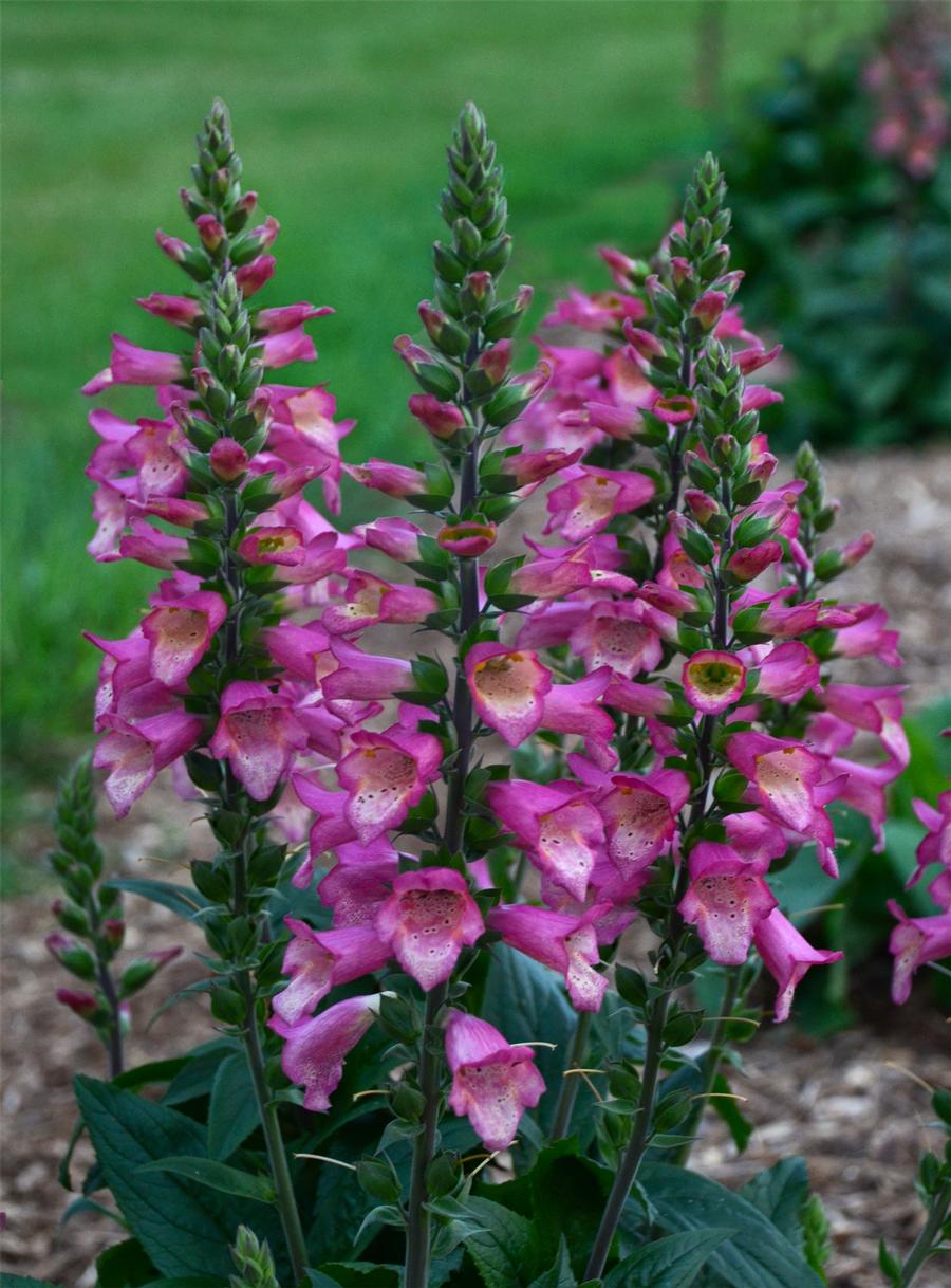 Digiplexis®: 'Berry Canary'