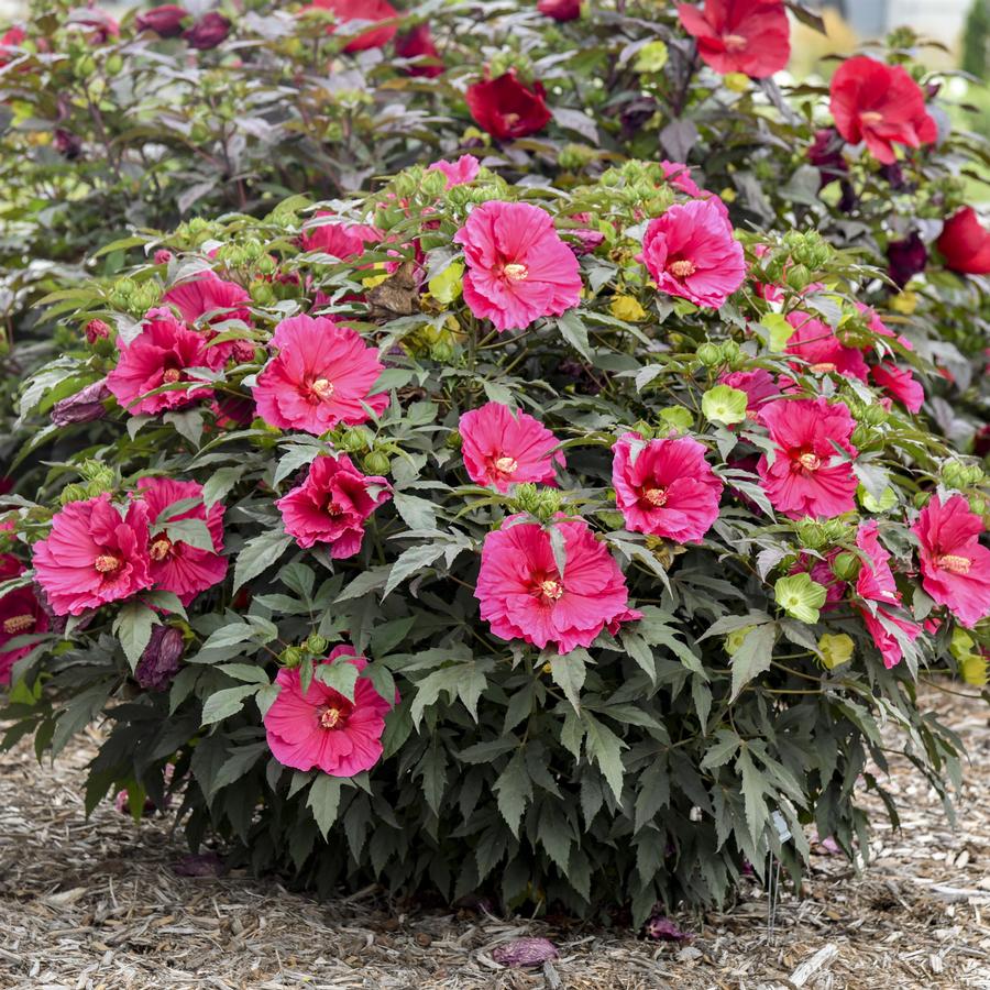 Hibiscus 'Watermelon Ruffles'