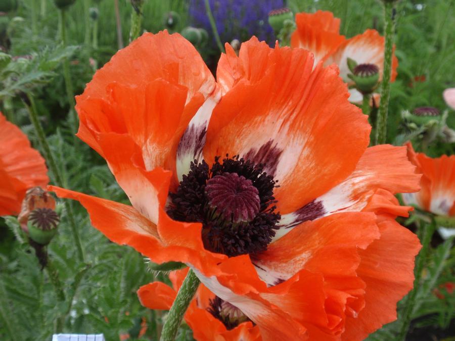 Papaver orientalis 'Pinnacle'