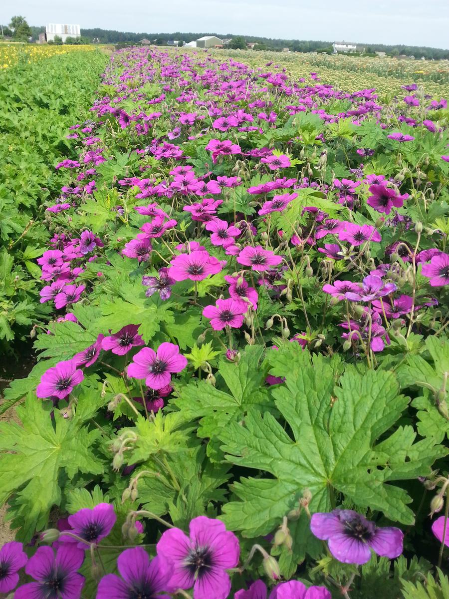 Geranium 'Dragon Heart'