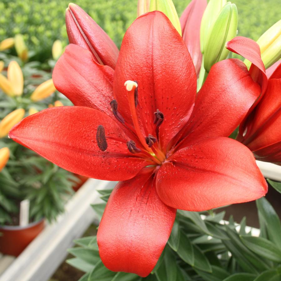 Lilium - LA Hybrid Lily 'Summer Power®'