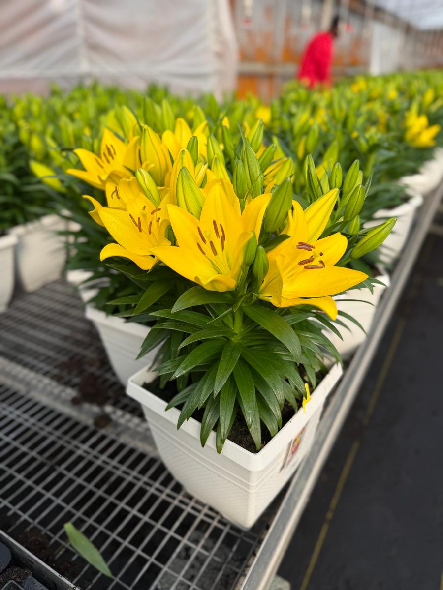 Lilium - LA Hybrid Lily 'Summer Stella®'