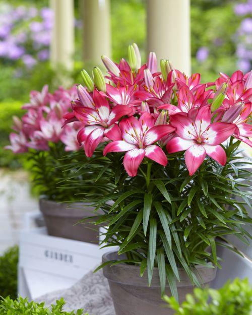 Lilium - Asiatic Pot Lily 'Sparkling Pink'