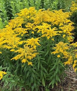 Solidago canadensis 'Little Miss Sunshine'