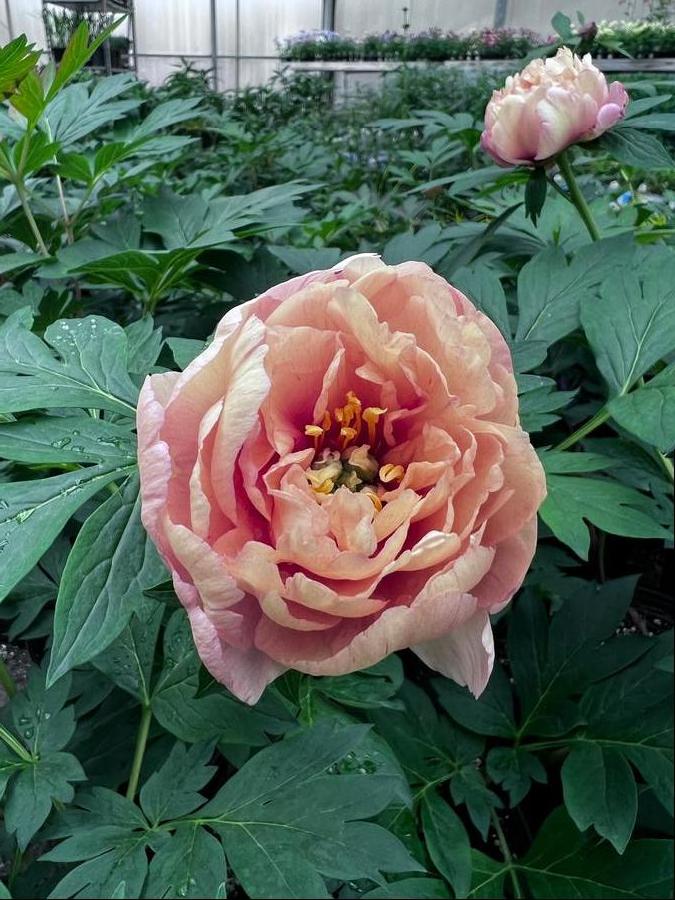 Peony ITOH 'Canary Brilliants'