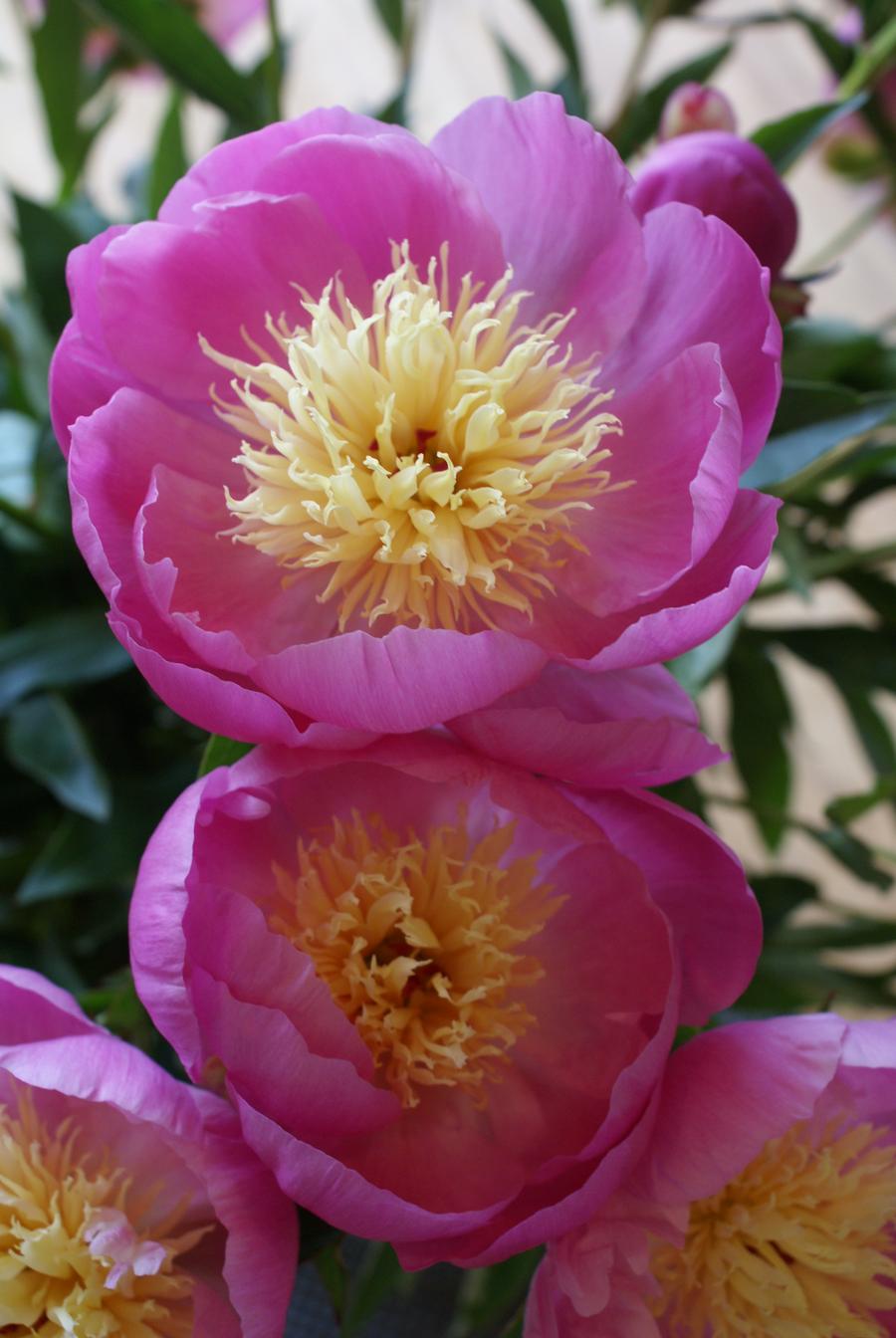 Peony 'Bowl of Love'