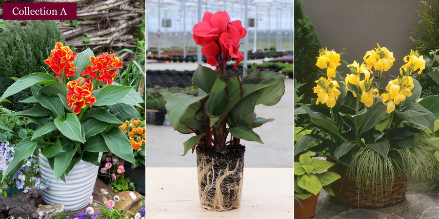 Canna Cannova® 'Collection A'