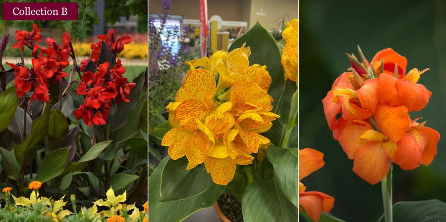 Canna Cannova® 'Collection B'