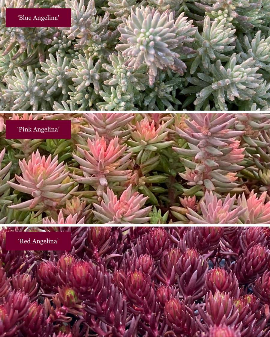 Sedum rupestre 'Tight & Tidy™ 'Angelina Collection''