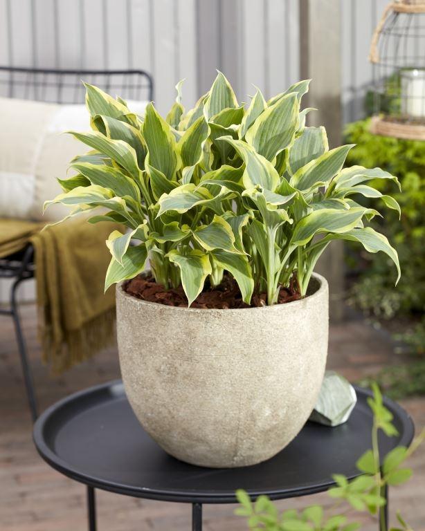 Hosta 'Francheska'