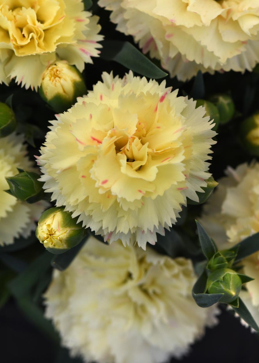 Dianthus Caryophyllus 'SuperTrouper™ Yellow'