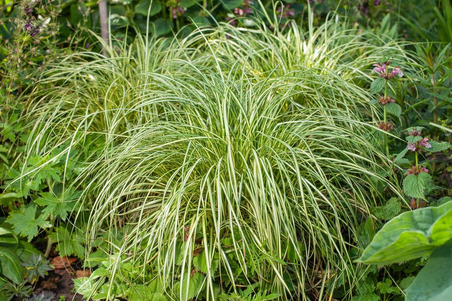 Grass Carex 'Moon Falls'