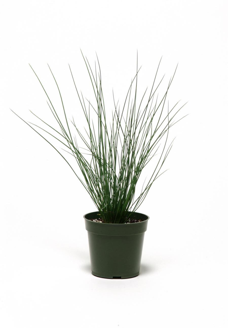 Grass Juncus effusus 'Blue Dart'