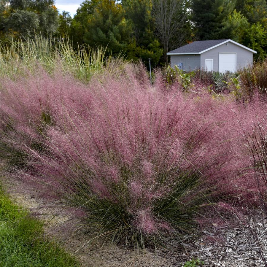 Grass Muhlenbergia capillaris 'Candy Floss'