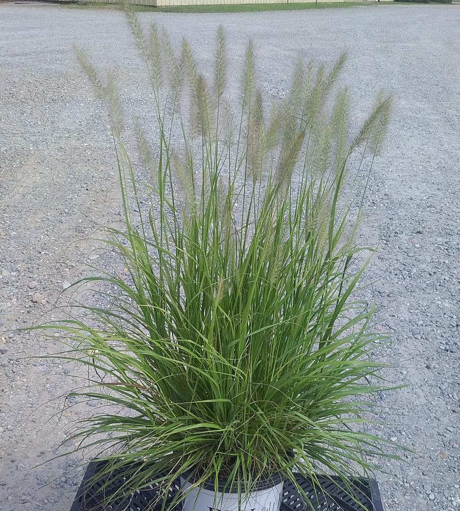 Grass Pennisetum 'Lemon Squeeze'