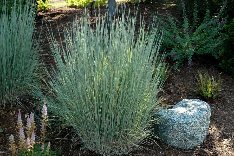 Grass Schizachyrium scoparium 'The Blues'