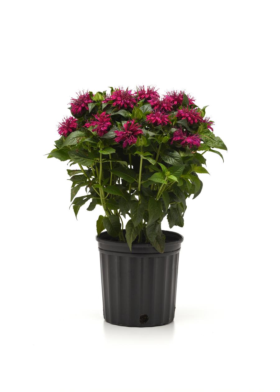 Phlox Dwarf Garden paniculata 'Flame® Pro Lilac'