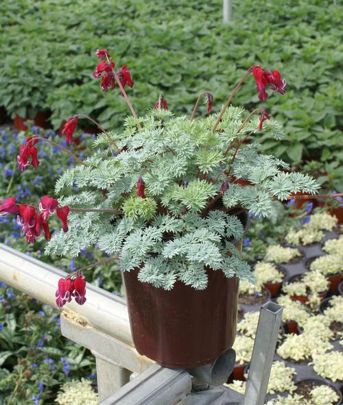 Dicentra x 'Burning Hearts'