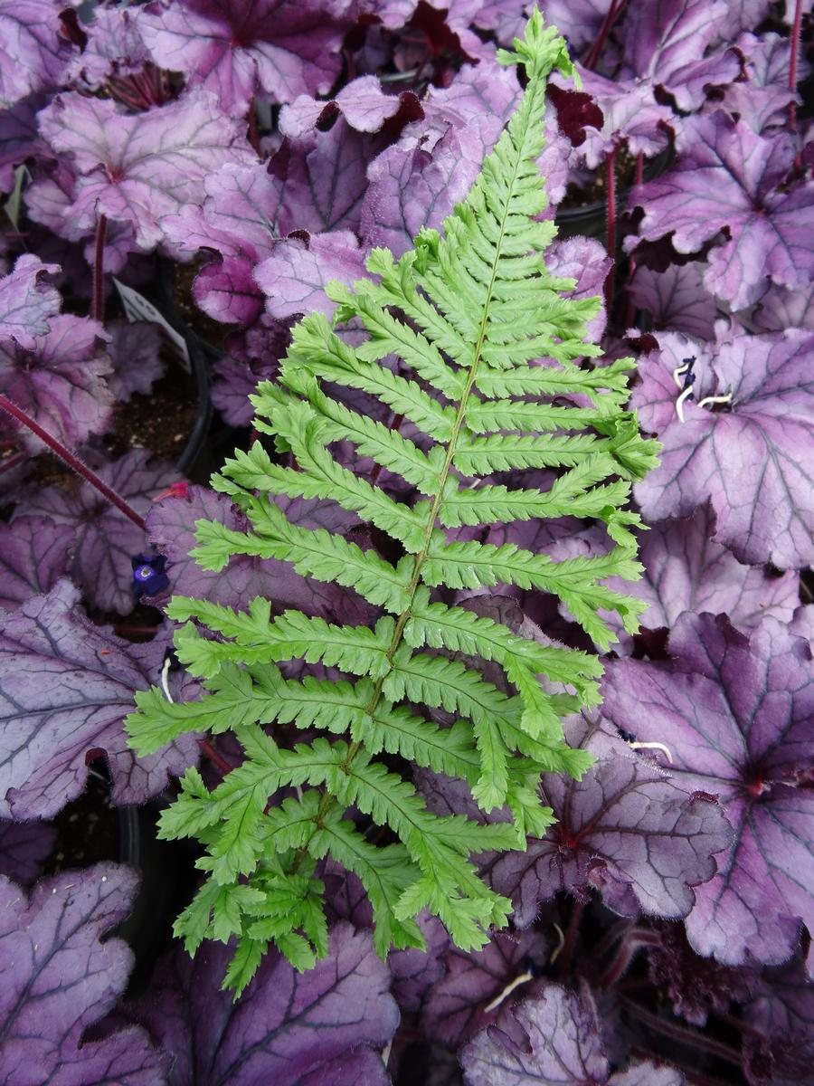Fern Dryopteris affinis Cristata 'The King'