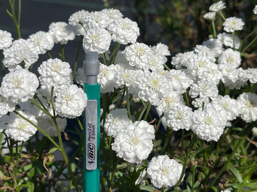 Achillea ptarmica 'Peter Cottontail'