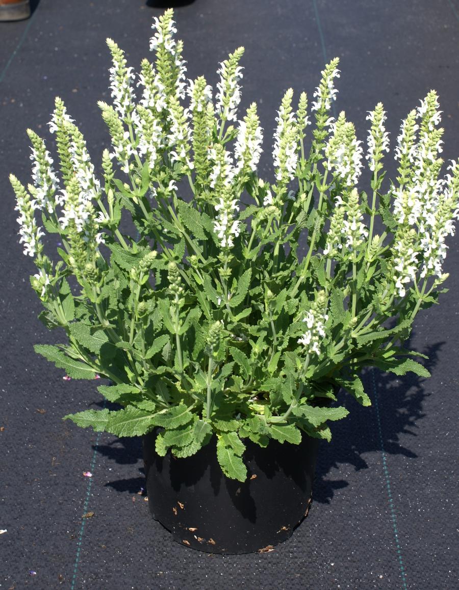 Salvia nemorosa 'Snow Hill'