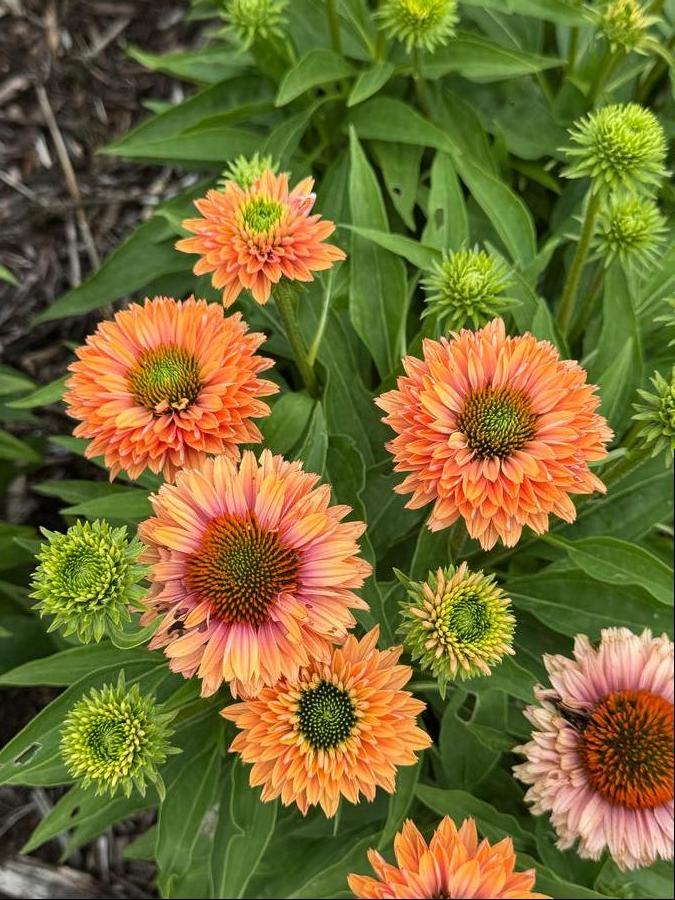 Echinacea 'SunSeekers Pumpkin Pie'