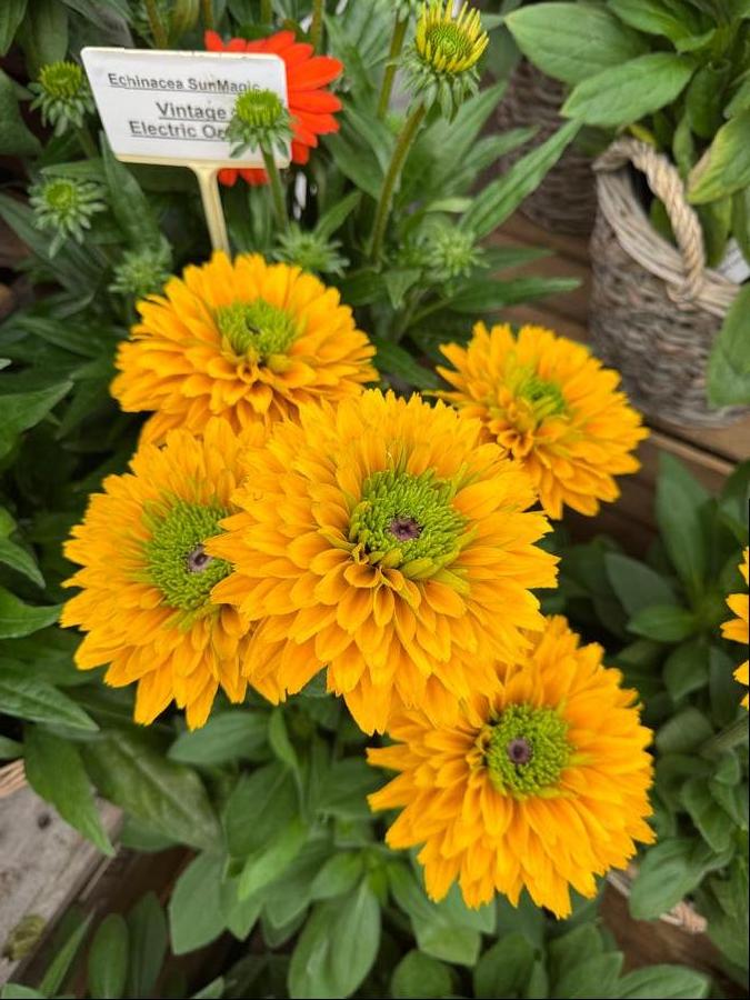 Rudbeckia hirta 'Sunbeckia® Isabella'