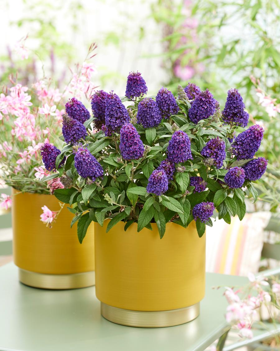 Buddleia 'Little Rockstars Purple'
