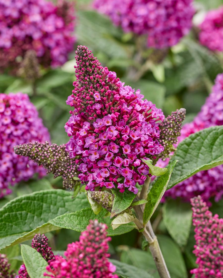 Buddleia 'Little Rockstars Red'