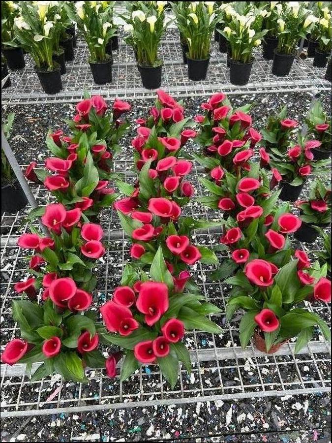 Calla 'Red Salsa'