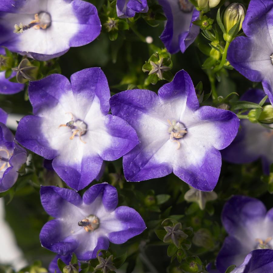 Campanula interspecific 'Cariboo™ Dark Blue Bicolor'