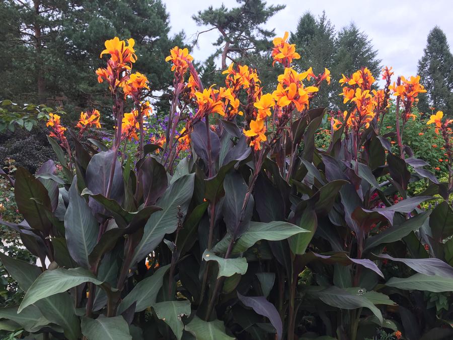 Canna 'Wyoming'
